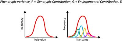 Phenotypic Heterogeneity in Tumor Progression, and Its Possible Role in the Onset of Cancer